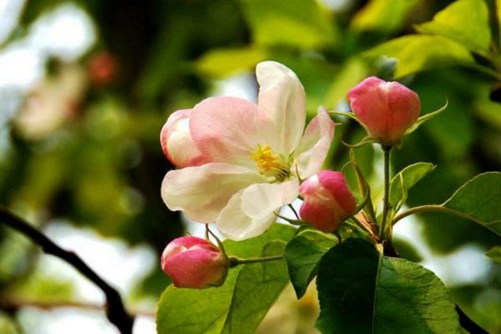 山楂花花语及传说 从容岁月带微笑，淡泊人生酸果花