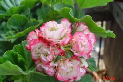 天竺葵的养殖方法和注意事项