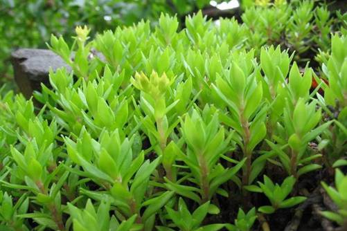 垂盆草有毒吗？不仅没毒还是治癌良药