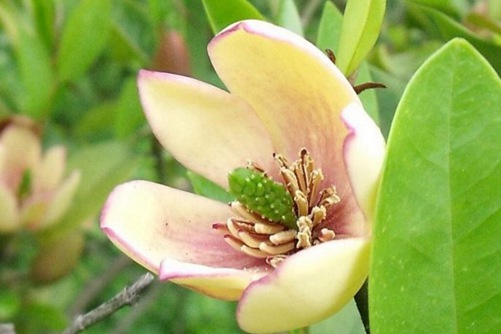 深山含笑和乐昌含笑的区别, 深山含笑开花比乐昌含笑早一个月