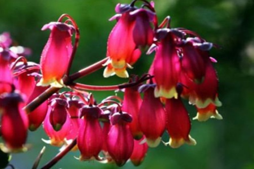 开花的多肉植物，惊艳了时光 温柔了岁月