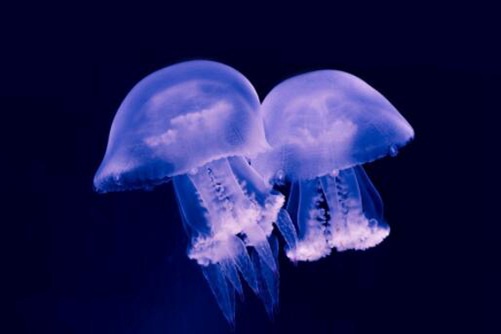 海蜇和水母有什么区别，海蜇是一种水母，但千万别吃错了