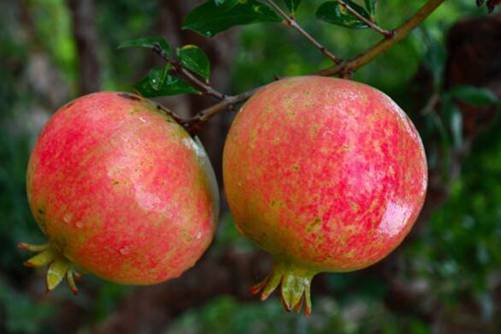 石榴怎么吃，石榴这样吃超过瘾不浪费