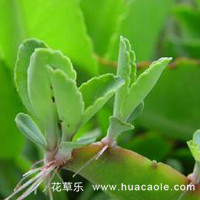 择一城，春暖花开；选一萌肉，落地生根