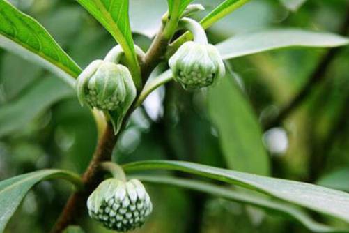 滇结香的功效和作用，不光花好看，全身都是宝