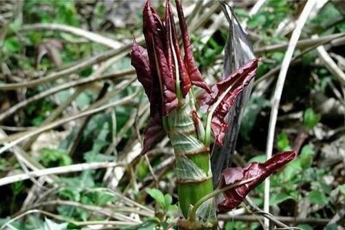 虎杖在什么环境生长才旺盛，虎杖价格贵吗