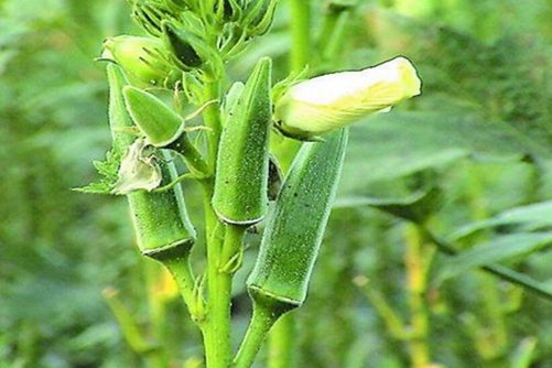 黄秋葵花的功效与作用 不仅能美容养颜，其保健功效更突出