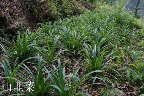 山韭菜和野韭菜有什么区别, 看叶子闻味道两招就能快速区分