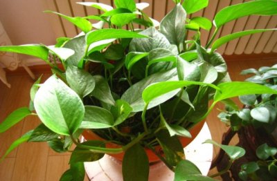 室内绿萝的养殖方法和注意事项