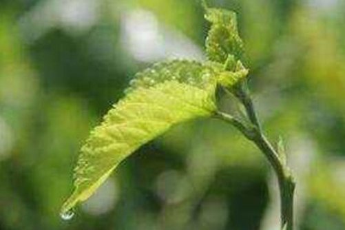 桑叶图片，纤纤女手桑叶绿 漠漠客舍桐花春