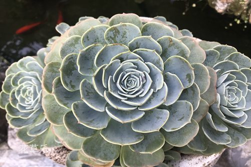 玉蝶怎么养？要想你的肉肉玉蝶“飞上枝头” 还不麻溜看过来