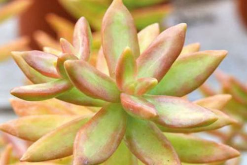 黄丽和铭月的区别？铭月、黄丽剪不断理还乱