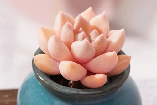 绚丽璀璨多肉的养殖方法，绚丽璀璨，心有瑰宝