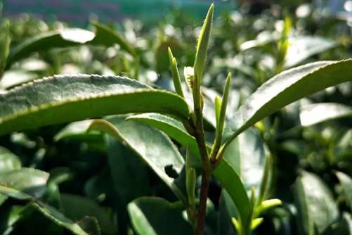 古丈毛尖多少钱一斤？古丈毛尖 好茶留给懂茶的人