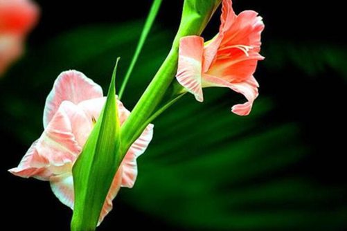 剑兰养殖方法，养护剑兰需用心，老司机教您几招保管有用