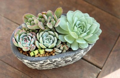 多肉植物的养殖方法