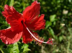 花语大全：扶桑花语