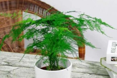 文竹的养殖方法和注意事项