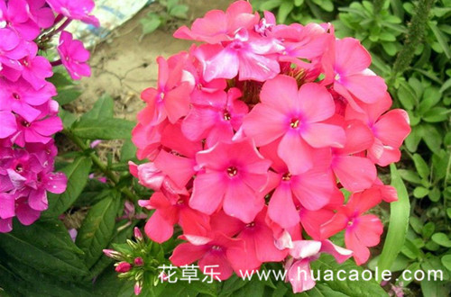 你认识福禄考吗？福禄考的花语你知道吗？