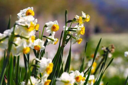 水仙花图片，水仙欲上鲤鱼去 一夜芙蓉红泪多