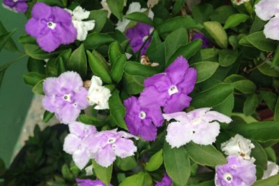 会变色的花有哪些？花为什么会变色？花变色的合理解释一览