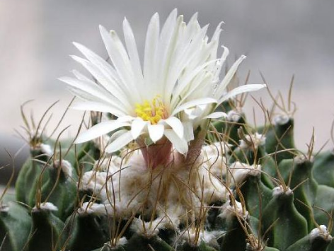 仙人掌花语大全：帝冠花语