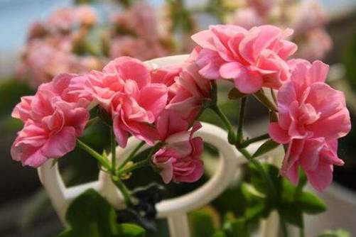 天竺葵图片，群芳典谱虽无影，本草神纲却有它