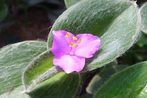适合水培的多肉植物，水培多肉植物高大上的玩法