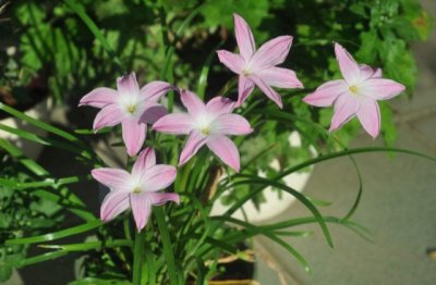 容易养殖的花卉