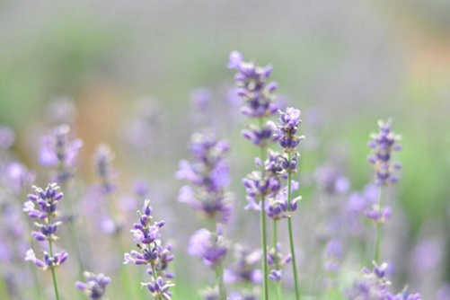 谁说薰衣草很难种？种植薰衣草的五大要诀