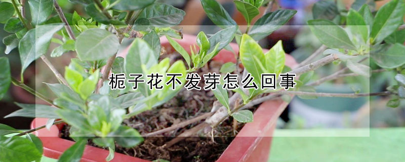 栀子花不发芽怎么回事