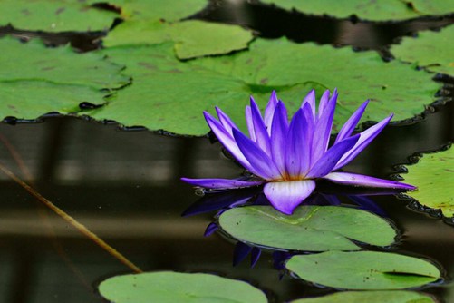 睡火莲的价格是多少，原来睡火莲娇贵的原因在这里