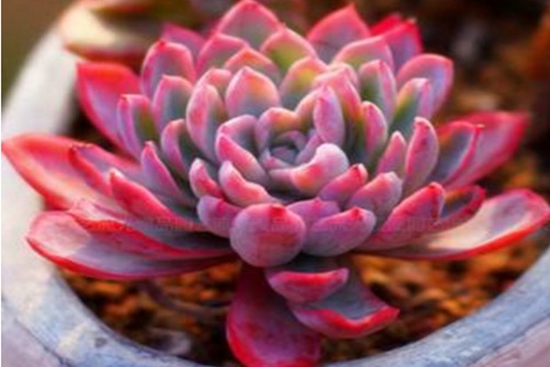 紫罗兰女王养殖 按下面的方法养紫罗兰女王很快就出女王范