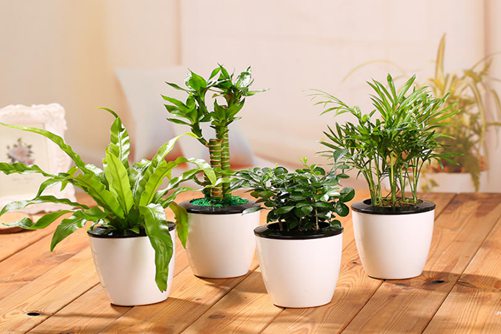 办公室花卉选择及摆放技巧，办公室养花除充满生机还能聚财