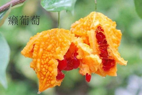 苦瓜和癞葡萄怎么区分 癞葡萄种植方法介绍