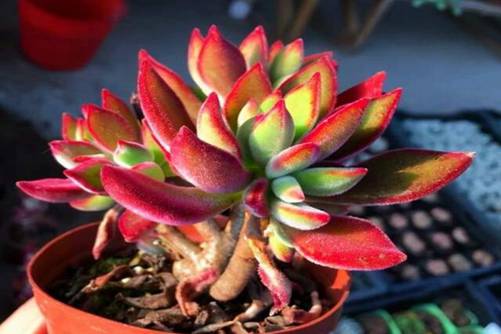 入秋多肉植物这样养，根壮叶肥 颗颗出锦