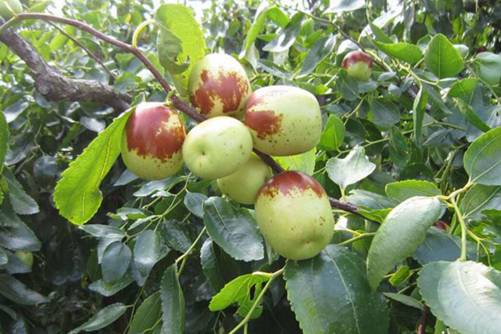 冬枣品种，冬枣的种殖方法及注意事项