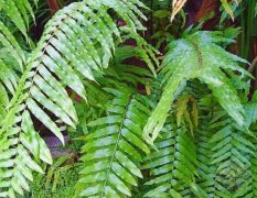 摩羯座的守护花:蜈蚣草的花语