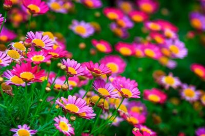 雏菊怎么养才能更旺盛？