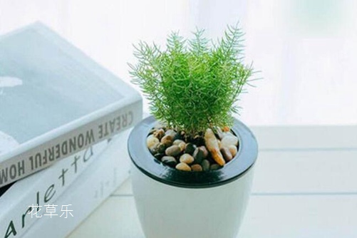 不长在蓬莱仙岛的蓬莱松花语是什么呀？怎么这么多人爱养