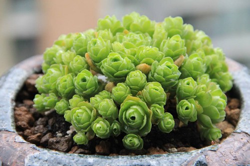 多肉植物开花后会死吗? 哪些多肉开花后会死