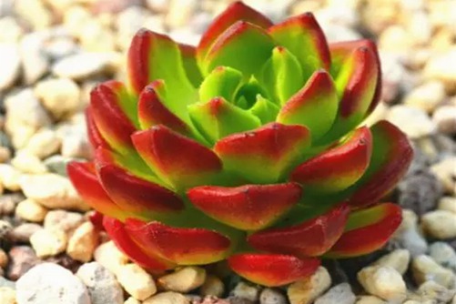 多肉用什么铺面土铺面最好？铺对了让你的多肉别具风格