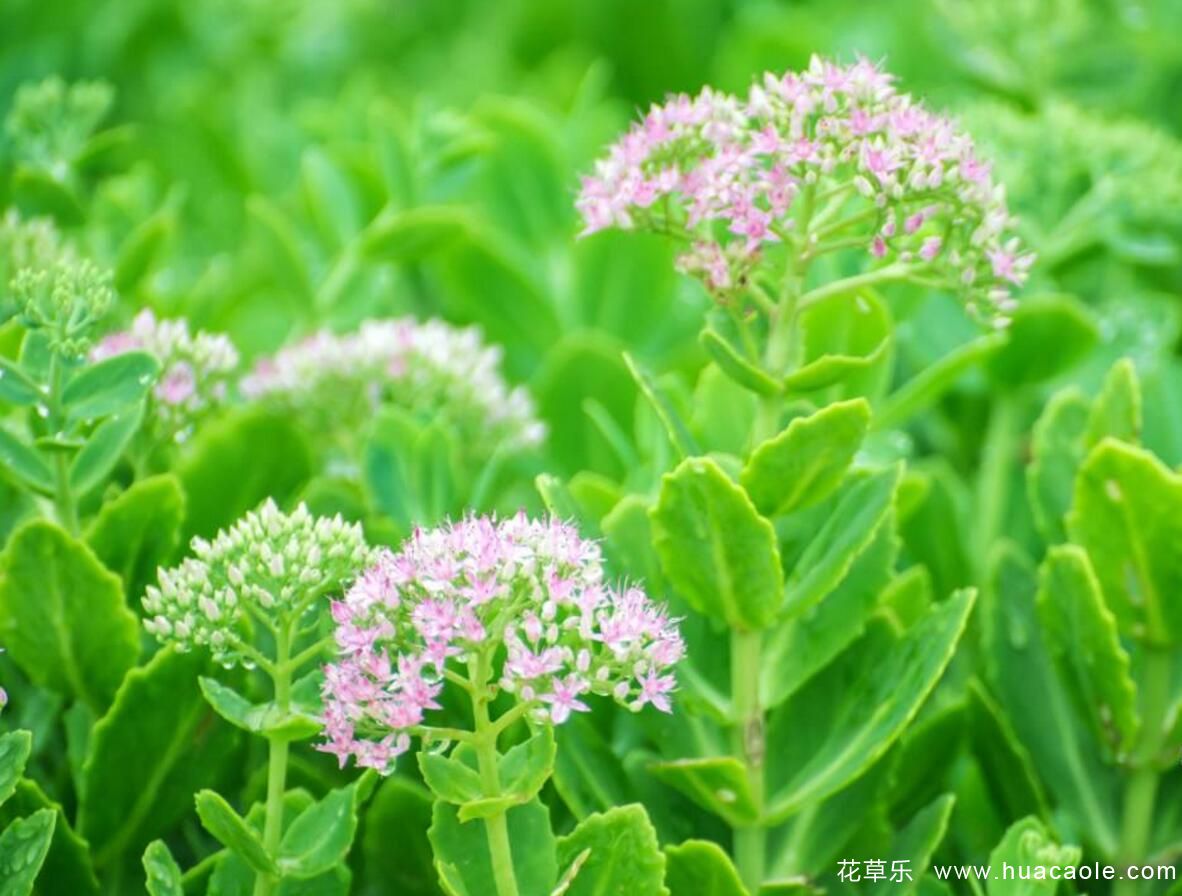 多肉植物怎么养 多肉八宝景天篇