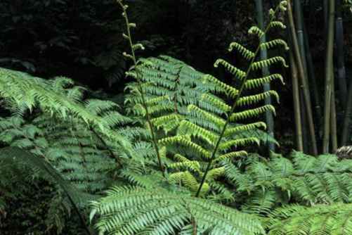 桫椤的悠久历史你了解吗？桫椤 蕨类植物之王