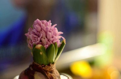 风信子怎么养殖方法