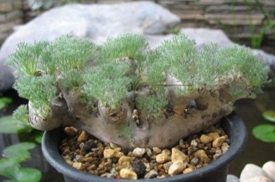 这些多肉植物不但少见而且非常珍贵，你认识几种？