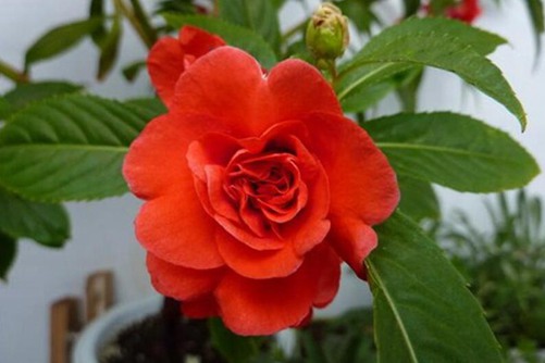 茶花凤仙什么时候开花？时下正是茶花凤仙盛开时