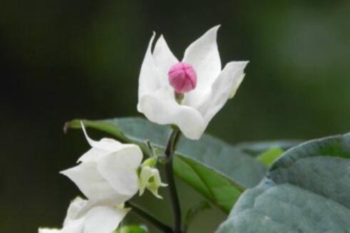 龙吐珠的养殖方法和注意事项，养爆龙吐珠养法简单花苞成倍开