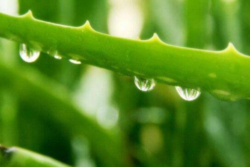 三种盆栽能防电脑辐射，你的办公桌前摆对了吗