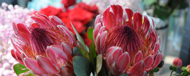 南非公主花寓意